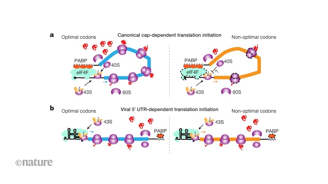 صورة مميزة: كيف يهرب RNA الفيروسي من آلية مضيفة تتحكم في الترجمة