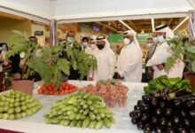 وزارة الزراعة: إنتاجية التفاح قد ترتفع إلى 13 طناً للدونم